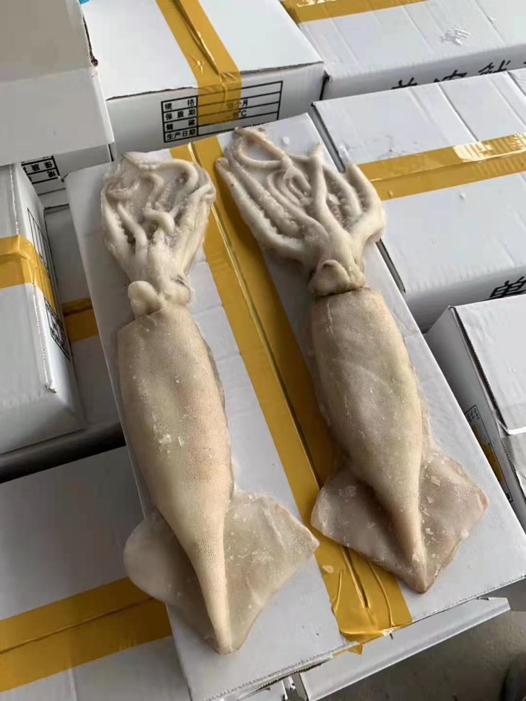 单冻大鱿鱼新鲜速冻一箱4-5条烧烤煎炒生鲜海产品鱿鱼