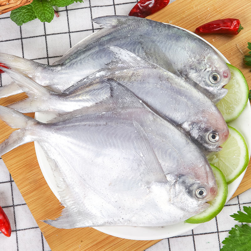 野生银鲳鱼特大鲜活白鲳鱼新鲜平鱼镜鱼大鲳鱼新鲜海鲜产地批发