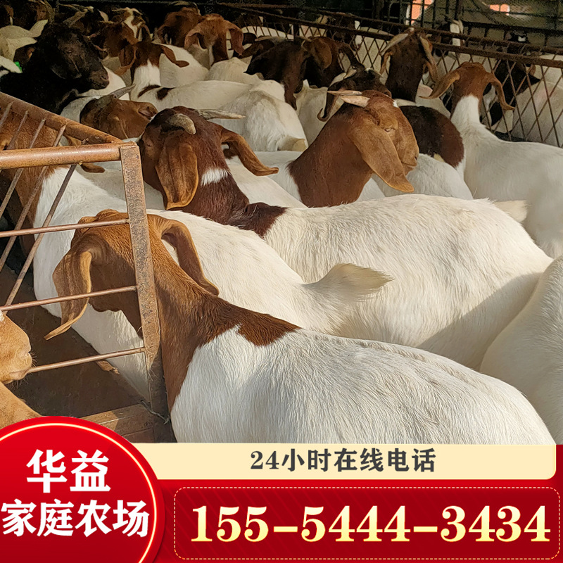 湖南波尔山羊价格 贵州波尔山羊羊苗 养殖场出售黑山羊羊羔-阿里巴巴