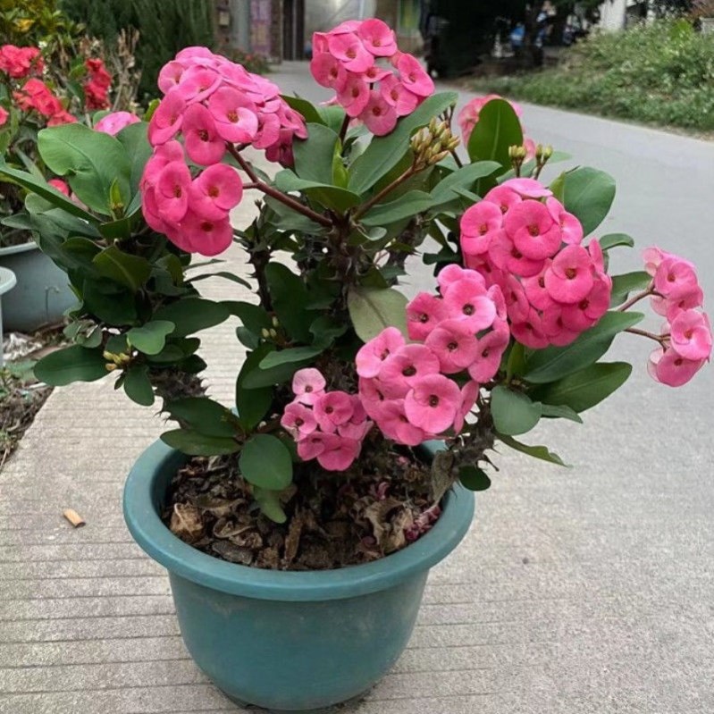 大花虎刺梅盆栽重瓣易养四季海棠好养活阳台盆景多季开花桌面室内