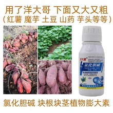 洋大哥60%氯化胆碱红薯土豆花生洋葱生姜膨大素调节生长调节剂