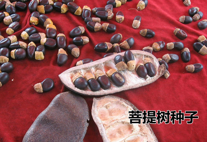 菩提种子 金刚菩提树种子  可做手链吊坠挂件 林木种子