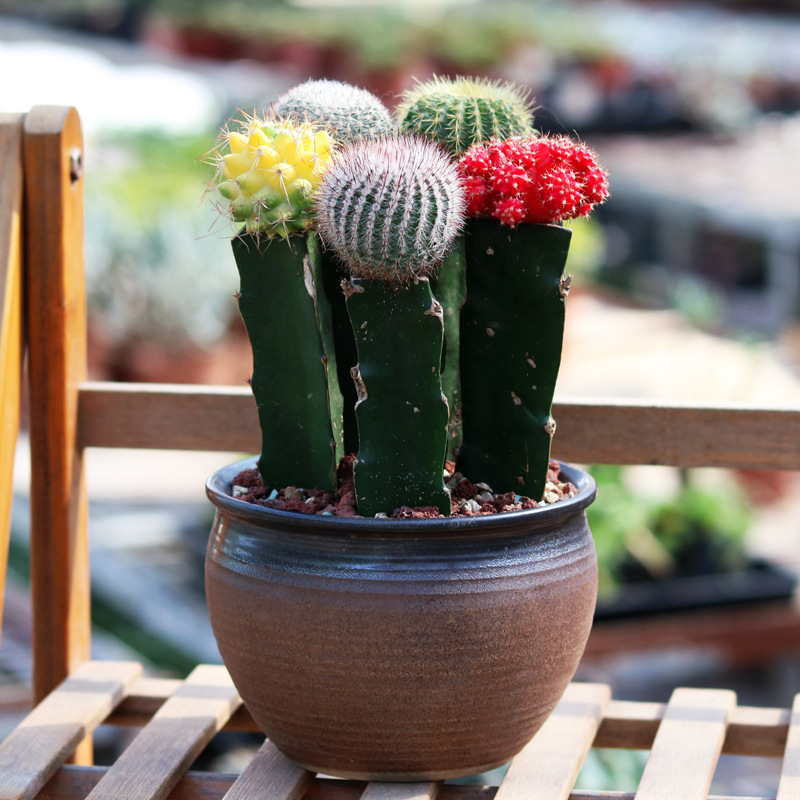 仙人掌盆栽多肉植物仙人球小盆栽办公室内开花防辐射绿植组合盆栽