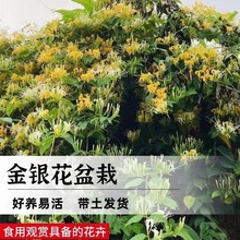 可食用金银花树苗浓香老桩带花苞四季开花卉盆栽桂花庭院爬藤植物