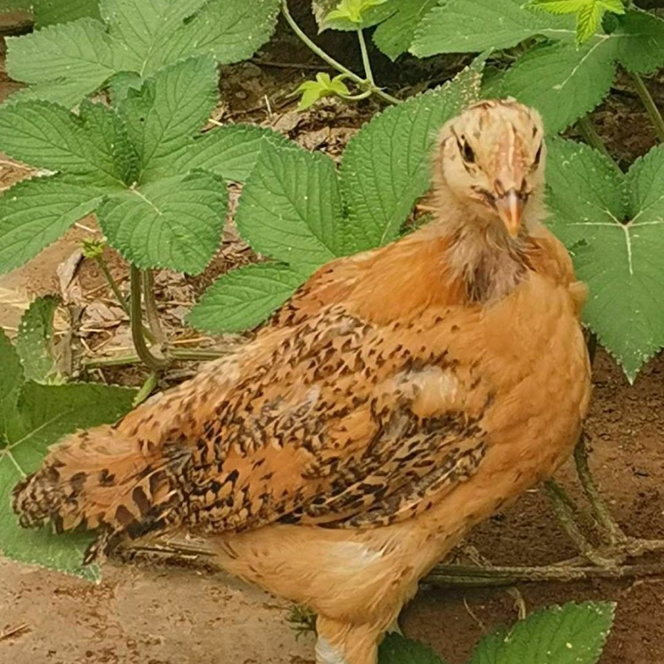 产蛋王半大土鸡活苗麻羽绿壳蛋鸡青年五黑下蛋鸡母苗活鸡包活到家