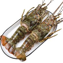 冷冻青龙虾宴会新鲜速冻海鲜澳洲花龙新鲜小青龙虾200-500克只