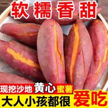 开封沙地龙九红薯9斤软糯香甜蜜薯新鲜采摘番薯农家自种现挖烤地