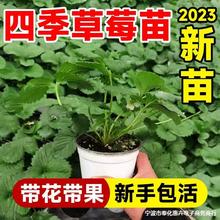 2023当季草莓新苗冬季奶油带花带果带土带盆四季草莓苗秧盆栽