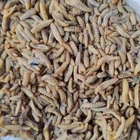 黑水虻冻虫速冻冰冻凤凰虫黑水虻冻虫鱼饲料鸭嘴鱼饲料鲟鱼饲料
