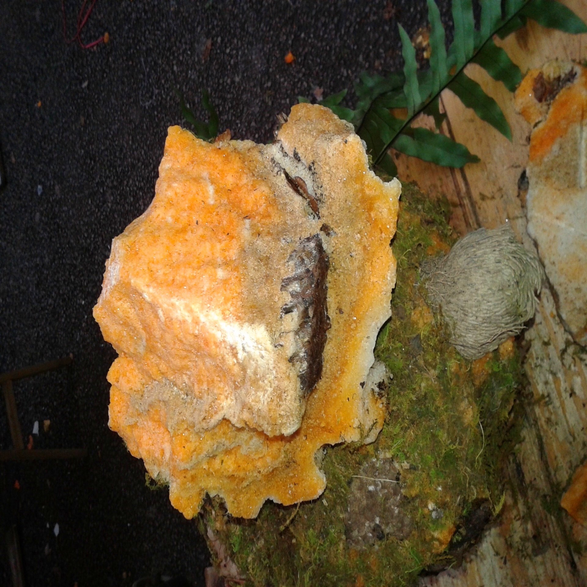 岩蜂蜜 蜂巢蜜50斤/块岩石蜂蜜批发送广告录音颜色规格可选