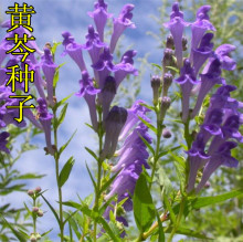 批发新采黄芩种子中药材种子纯新黄芩种籽中药材种子大全