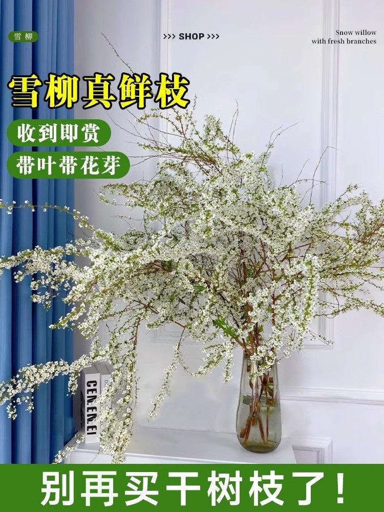 带芽室内水养雪柳插花干枝云南干支龙柳鲜枝花卉水培植物鲜切花苞