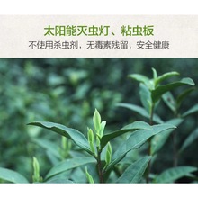 叶动力茶叶绿茶2023毛尖绿茶新茶恩施硒茶高山绿茶富硒浓香型