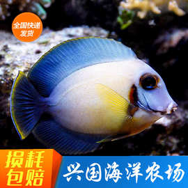 柠檬吊 巧克力吊黄倒吊黄金一字吊神仙鲽鱼蝴蝶鱼兴国海洋农场