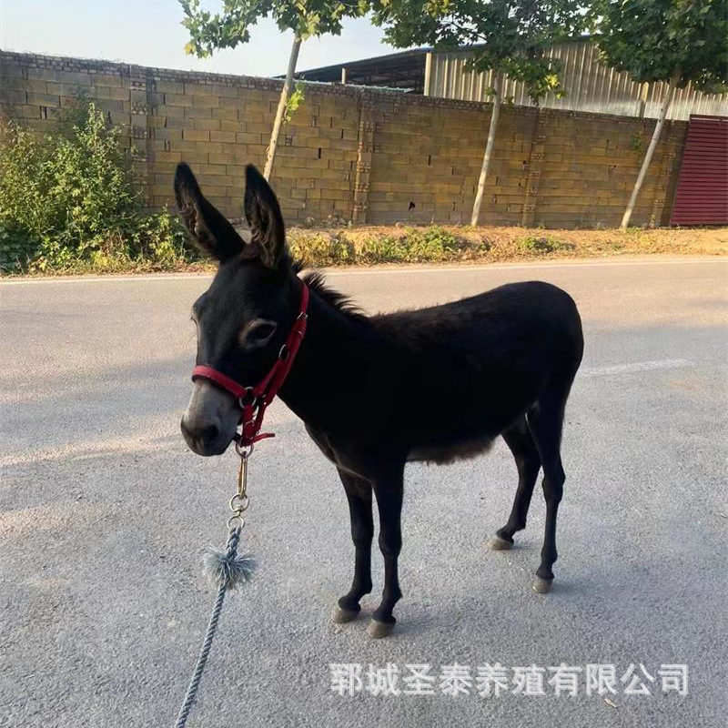 骑乘小宠物驴哪里有 一头能骑的宠物驴价格 迷你小毛驴-阿里巴巴