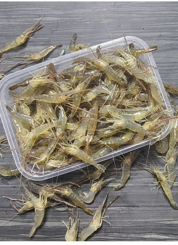 淡水野生小河虾新鲜活体速冻大青虾草虾500g独立包装