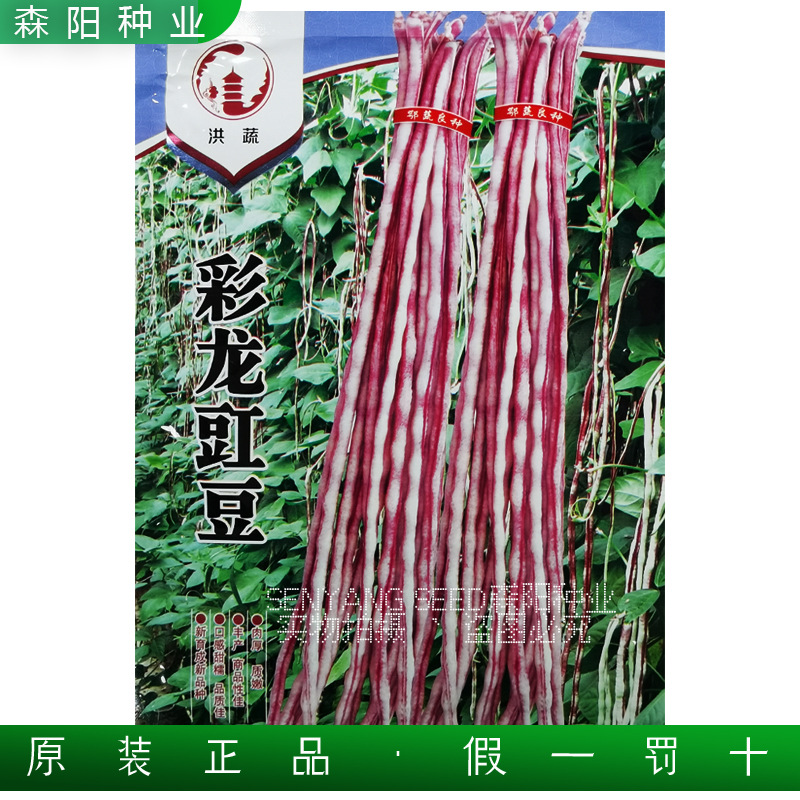 洪蔬彩龙豇豆种子厚肉长豆角早中熟甜糯高产春秋季花豹龙纹豇豆籽