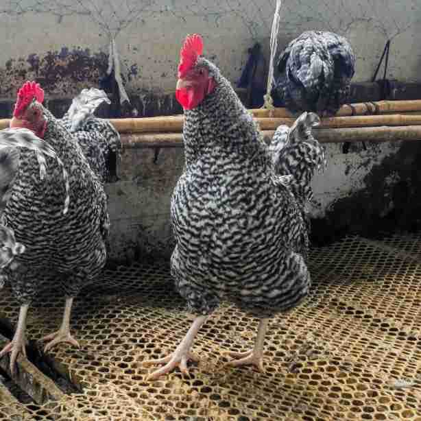 山东养殖场出售汶上芦花鸡鸡苗活体鸡苗 脱温鸡苗青年鸡 成品母鸡