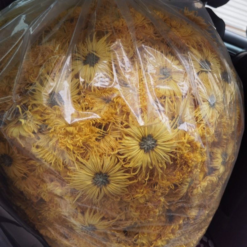 2024年新花上市 金丝皇菊散装一朵一杯婺源大皇菊散花批发清香