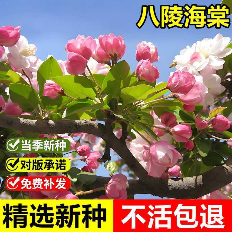 当年新采八棱海棠树种子怀来海棠苹果树嫁接砧木多年生观赏树种子
