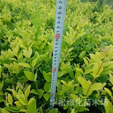 金叶女贞小苗庭院耐寒绿化风景树彩叶色块篱笆墙植物丛生女贞球苗