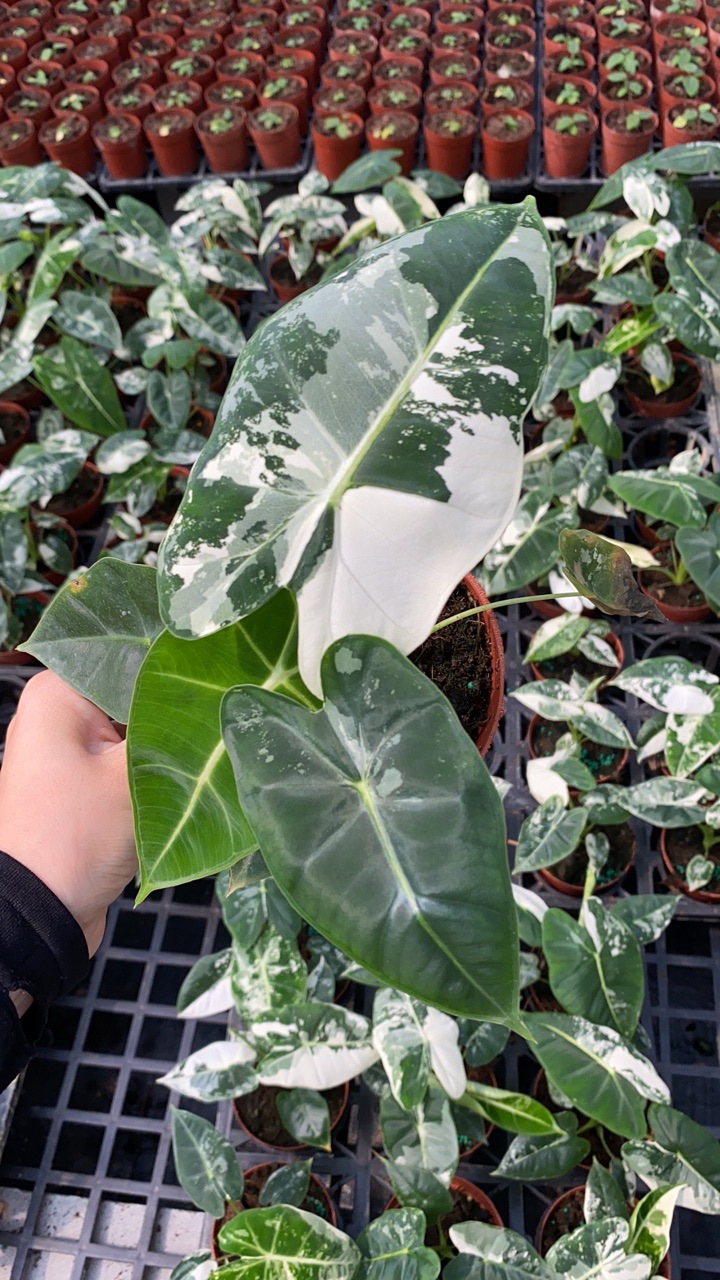 绿天鹅锦绿黑天鹅绒海芋竹芋进口盆栽室内北欧网红ins