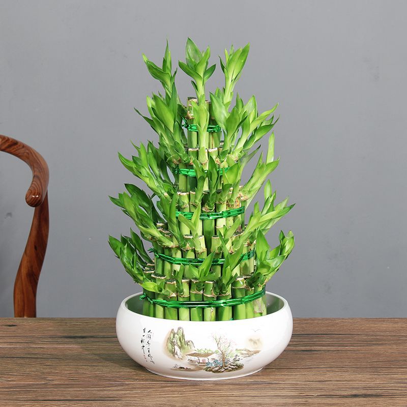 富贵竹水养植物大塔竹盆栽客厅招财节节高绿植好养送礼盆景花卉