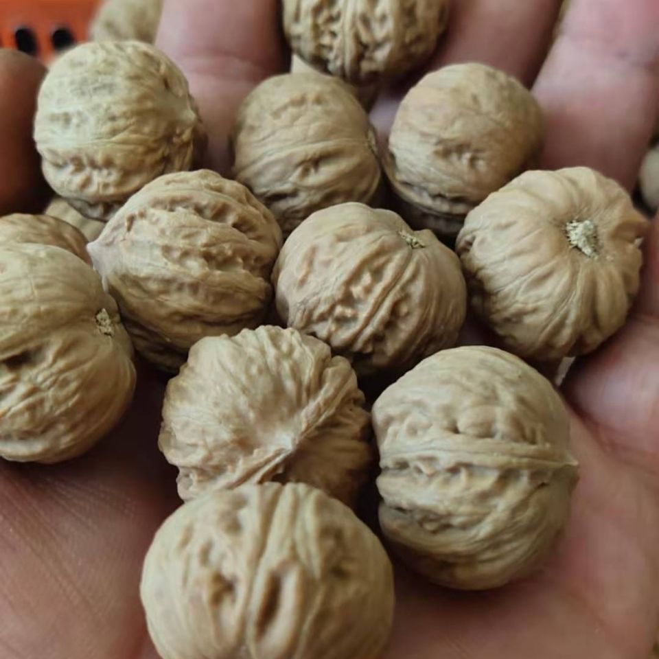 纯生京八棱小秋子核桃散子20到30尺寸文玩手串正圆粗筋原生态