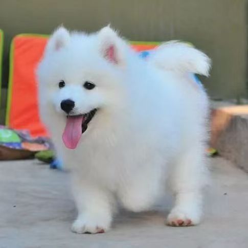 批发萨摩耶雪橇犬幼犬活体狗狗小狗萨摩耶工作犬宠物犬宠物狗活物