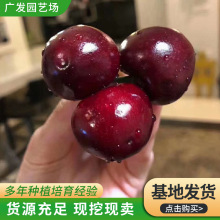 基地种植车厘子樱桃苗 果树嫁接苗南北方种植樱桃树苗