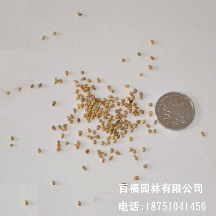 批发甜象草种子牧草种子南方北方多年生猪牛羊鸡鸭鹅鱼兔草