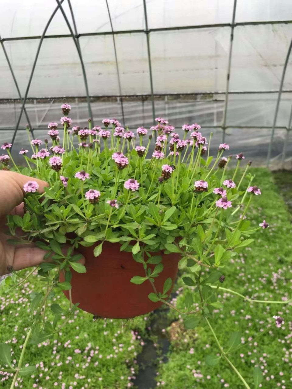 姬岩垂草 开花草坪 屋顶绿化 广东佛山基地 自产自销 抗性好