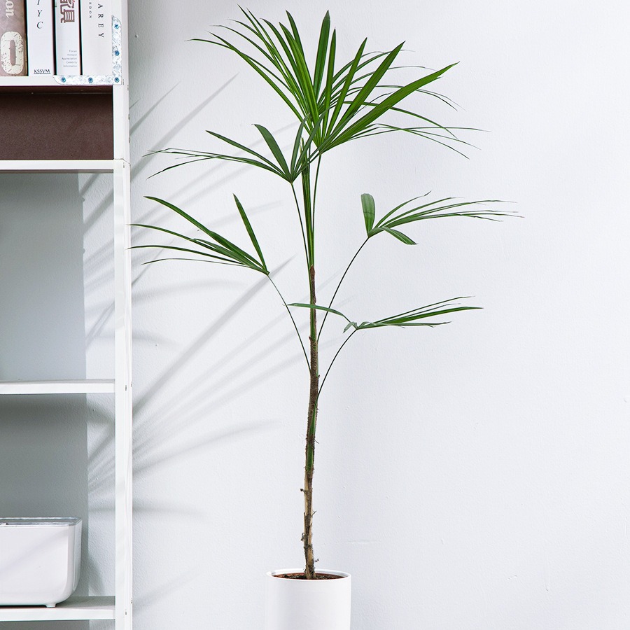 细叶金山棕竹小叶棕竹绿植净化空气植物盆栽室内耐荫耐寒客厅阳台