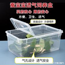 养蚕盒蚕宝宝饲养盒爬宠饲养箱蚕活体高透养养蚕用的盒子