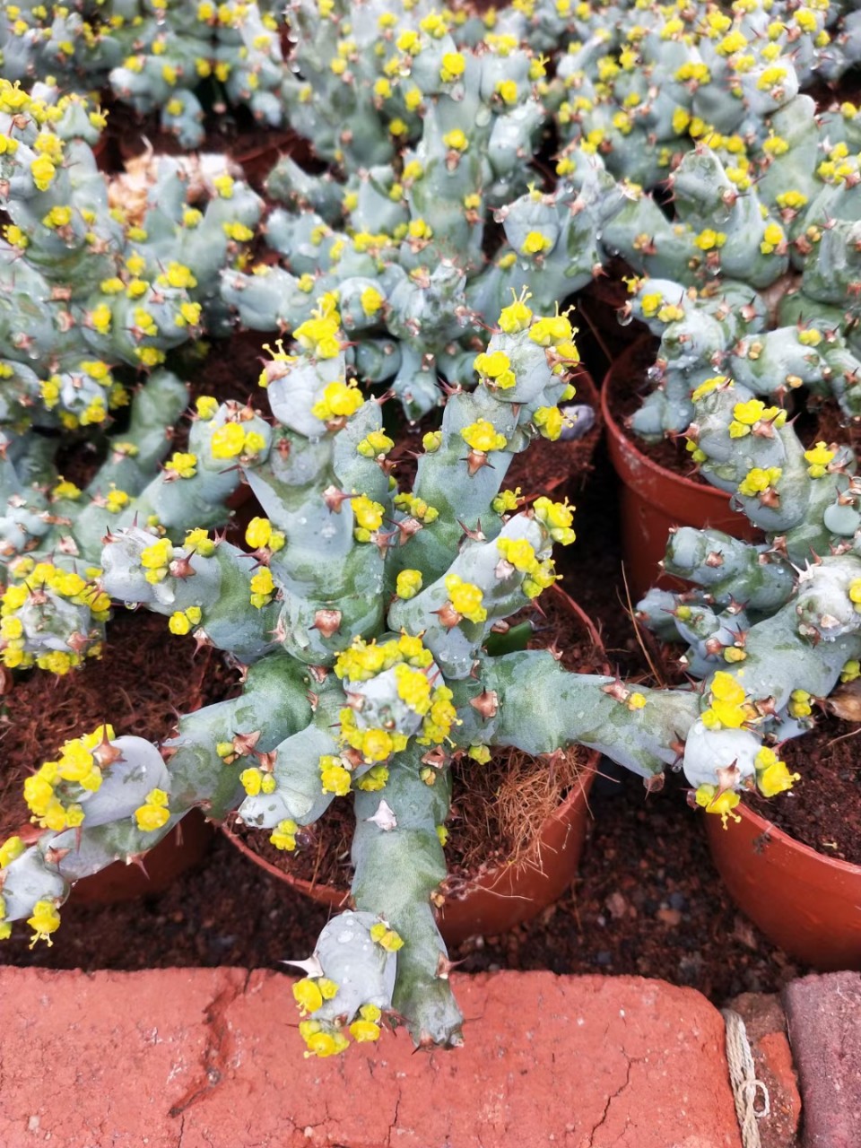 丘栖大戟 多头群生植物开花盆栽 室内花卉绿植萌肉肉