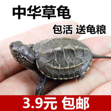 中华龟小乌龟活物外塘长寿龟宠物金线龟墨龟苗批发