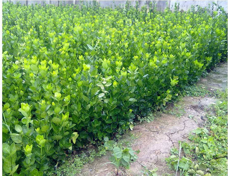 法国冬青苗冬青树北海道黄杨苗珊瑚树庭院篱笆墙常青树苗