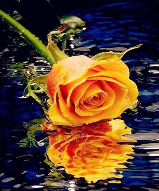 黄玫瑰花朵滴水波纹倒影钻石画