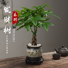 发财树盆栽室内植物花卉土养小盆景客厅绿植办公室陶瓷小盆栽