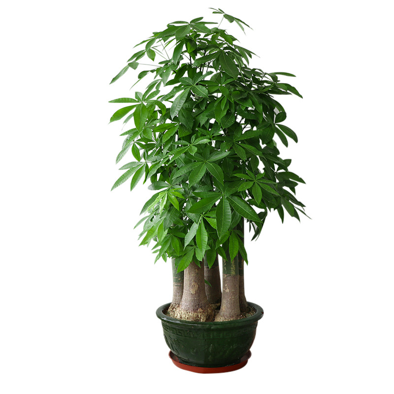 深圳同城配送三杆发财树盆栽单杆大植物室内开业步步高升乔迁送礼