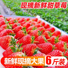 大凉山露天牛奶草莓新鲜大草莓现摘甜草莓整箱商用烘焙非丹东整箱