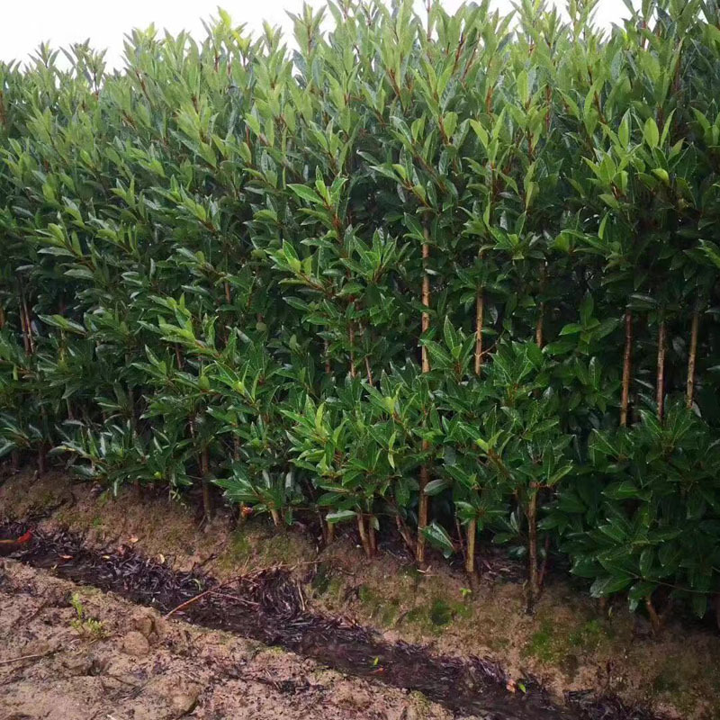 法国冬青树苗篱笆苗四季常青庭院绿化苗木大叶冬青苗珊瑚树围墙苗