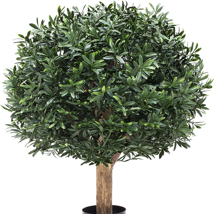冬青球树球形四季常青冬青苗大叶黄杨苗法国冬青树型庭院绿化苗木