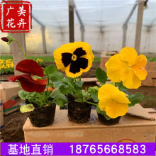 黄色三色堇营养钵出售 花期长不怕冻草花三色堇 颗型好绿化三色堇