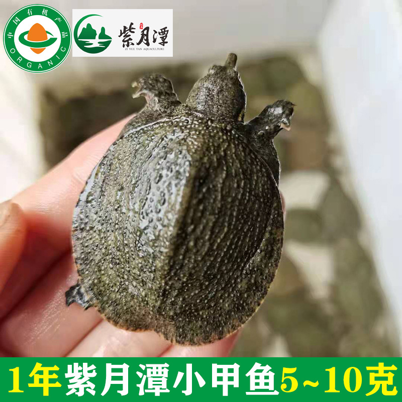 一年甲鱼苗5到10g王八犊子稻鳖外塘养殖活物生态团鱼水鱼现货批发