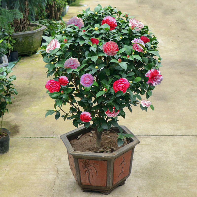 茶花盆栽花卉植物室内花赤丹山茶花树苗四季种植庭院室内盆栽寒