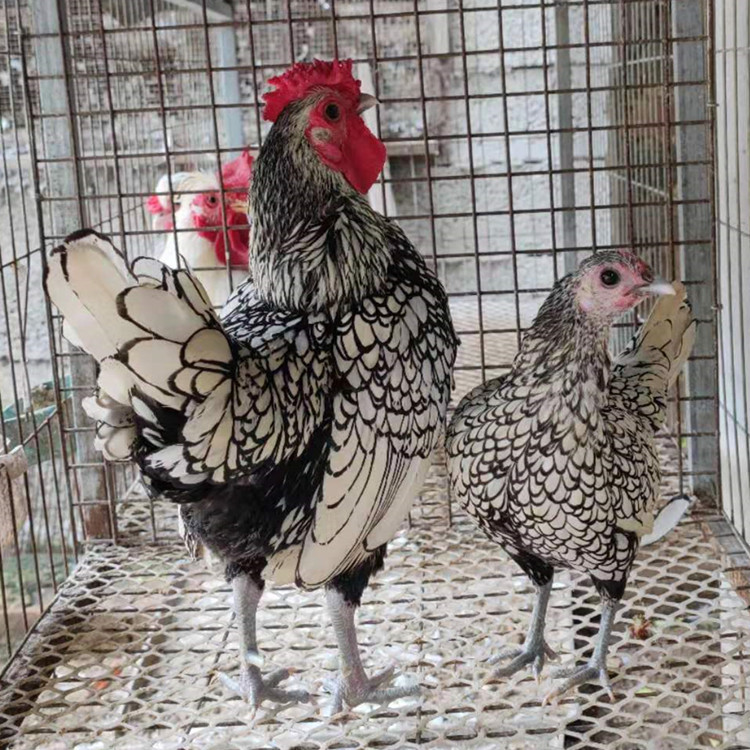 出售婆罗门鸡 婆罗门鸡一只有多重 怀特鸡 长尾鸡 宠物鸡养殖场
