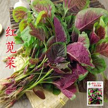 红苋菜种子野菜长寿菜圆叶汉菜种籽青菜春季四季盆栽阳台蔬菜种孑