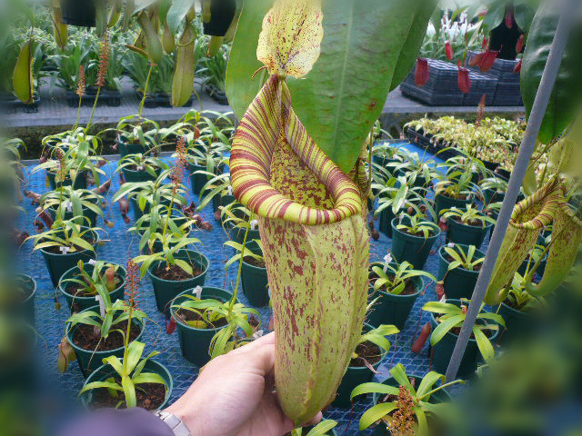食虫植物-黛瑞安娜猪笼草【小苗 包邮 大型猪笼草】