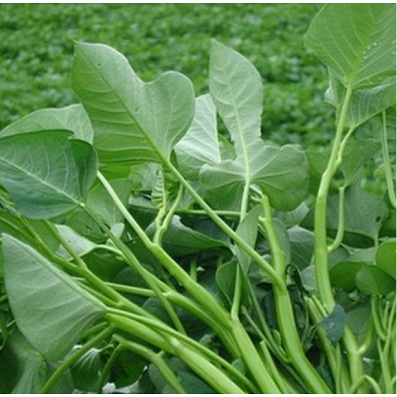 水空心菜种子-水空心菜种子厂家,品牌,图片,热帖-阿里巴巴